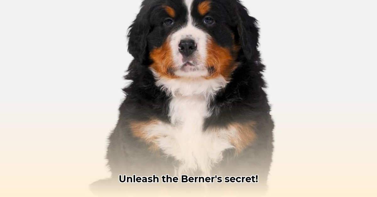 berner-sennen-karakter